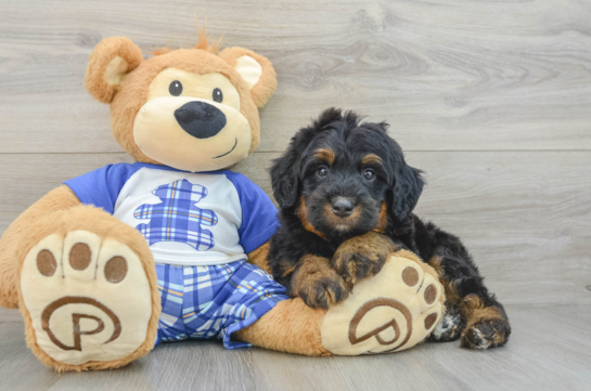 Funny Mini Bernedoodle Poodle Mix Pup