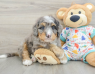 8 week old Mini Bernedoodle Puppy For Sale - Lone Star Pups
