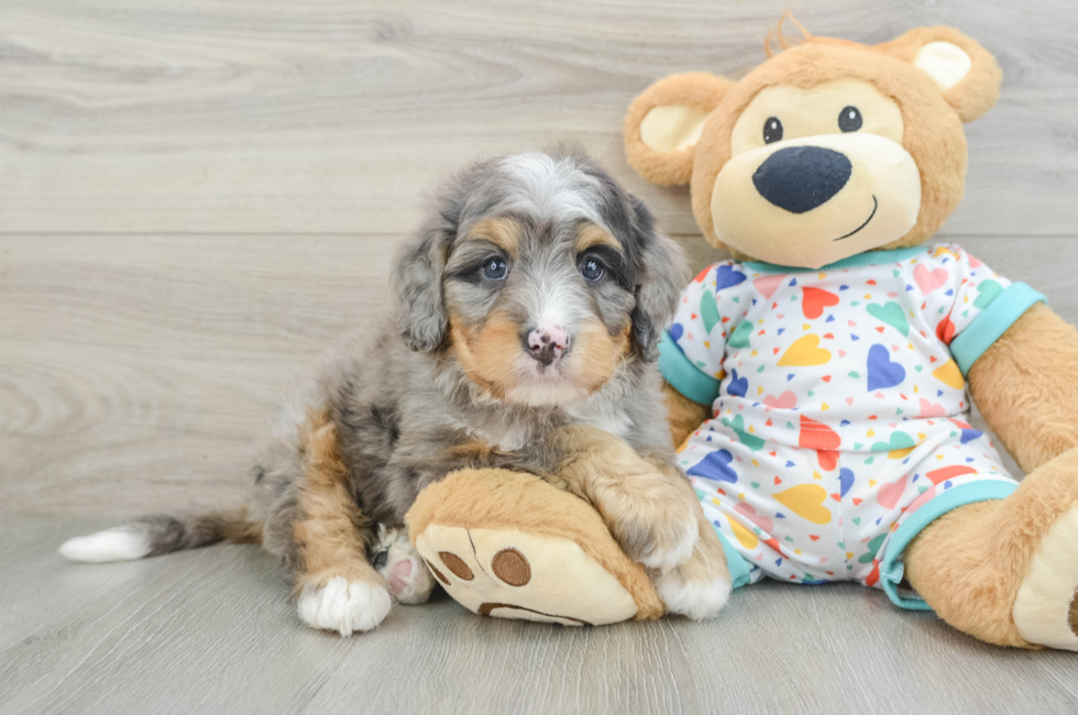 7 week old Mini Bernedoodle Puppy For Sale - Lone Star Pups