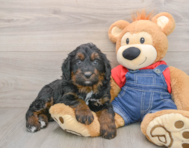 5 week old Mini Bernedoodle Puppy For Sale - Lone Star Pups