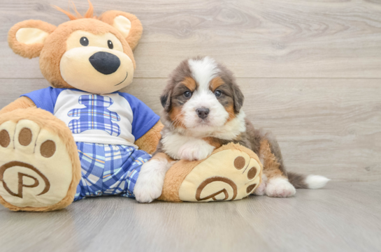 Popular Mini Bernedoodle Poodle Mix Pup