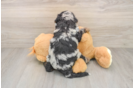 Mini Bernedoodle Puppy for Adoption