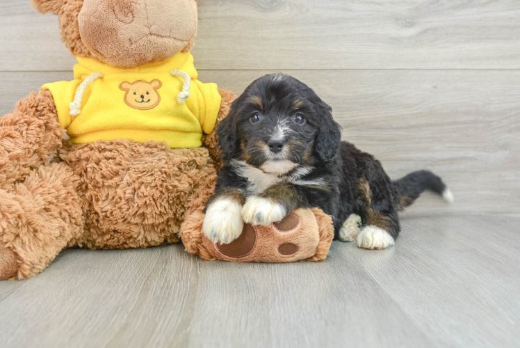 Petite Mini Bernedoodle Poodle Mix Pup