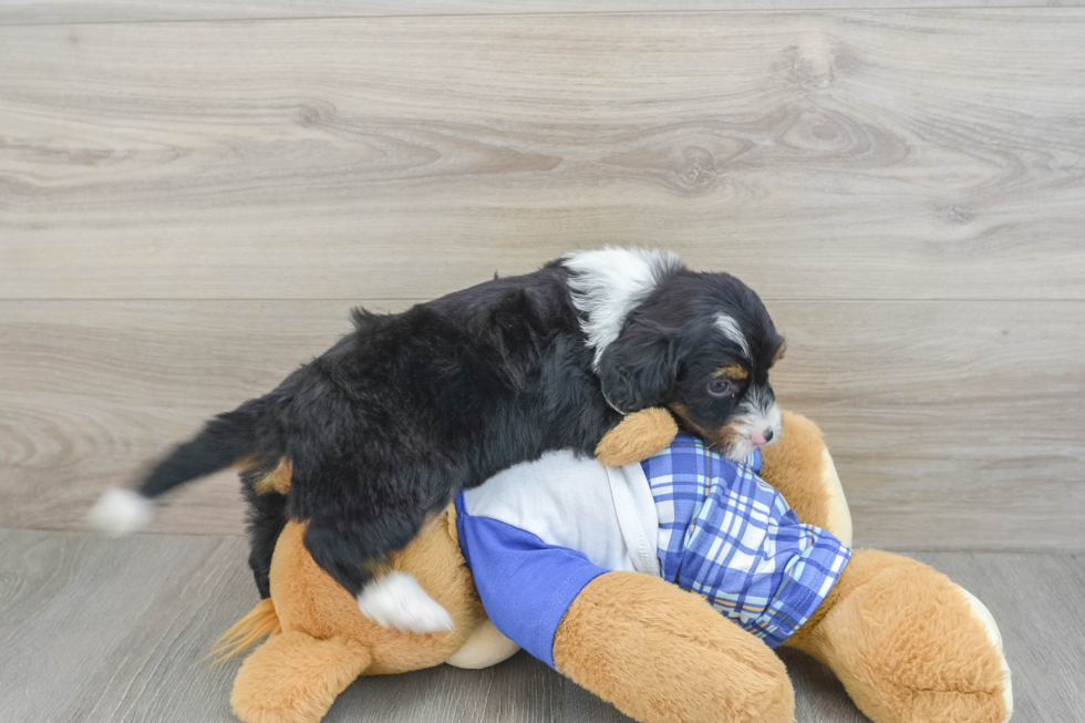 Best Mini Bernedoodle Baby