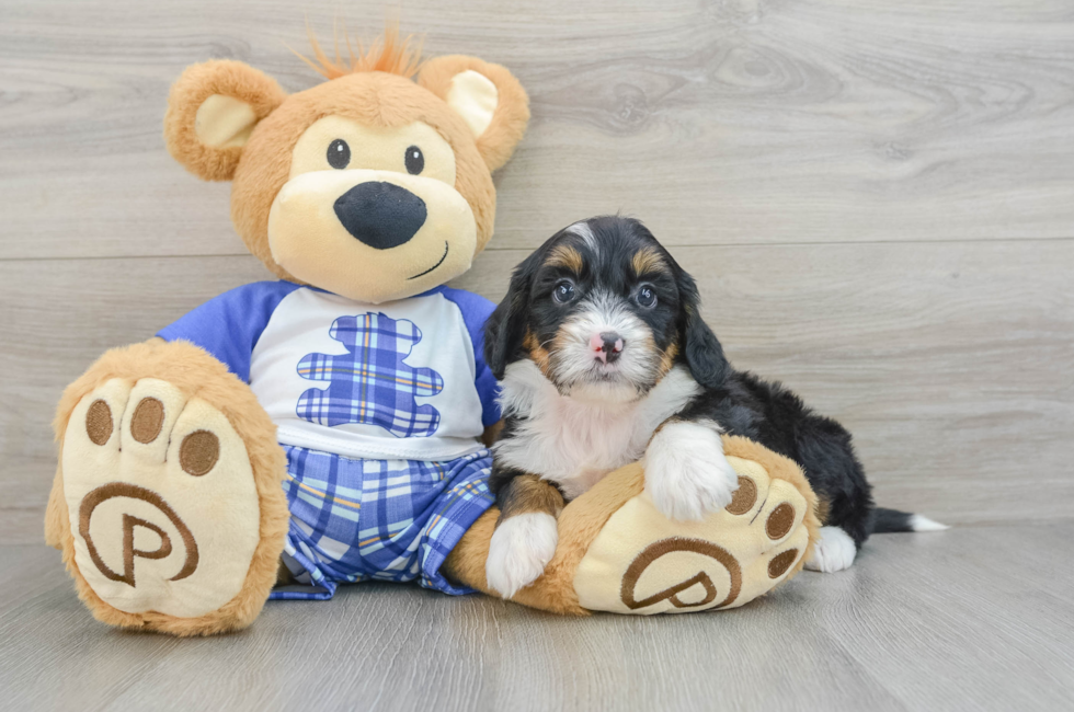 7 week old Mini Bernedoodle Puppy For Sale - Lone Star Pups