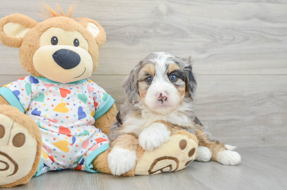7 week old Mini Bernedoodle Puppy For Sale - Lone Star Pups
