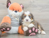 8 week old Mini Bernedoodle Puppy For Sale - Lone Star Pups