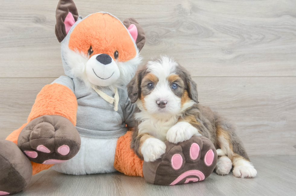 5 week old Mini Bernedoodle Puppy For Sale - Lone Star Pups