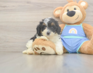6 week old Mini Bernedoodle Puppy For Sale - Lone Star Pups