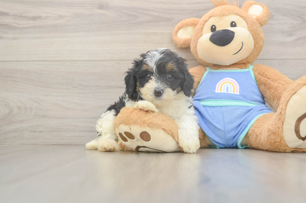 6 week old Mini Bernedoodle Puppy For Sale - Lone Star Pups