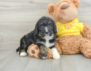 7 week old Mini Bernedoodle Puppy For Sale - Lone Star Pups