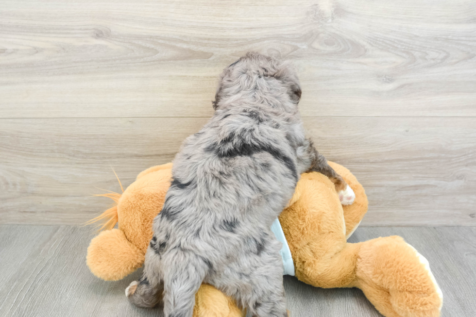 Mini Bernedoodle Pup Being Cute