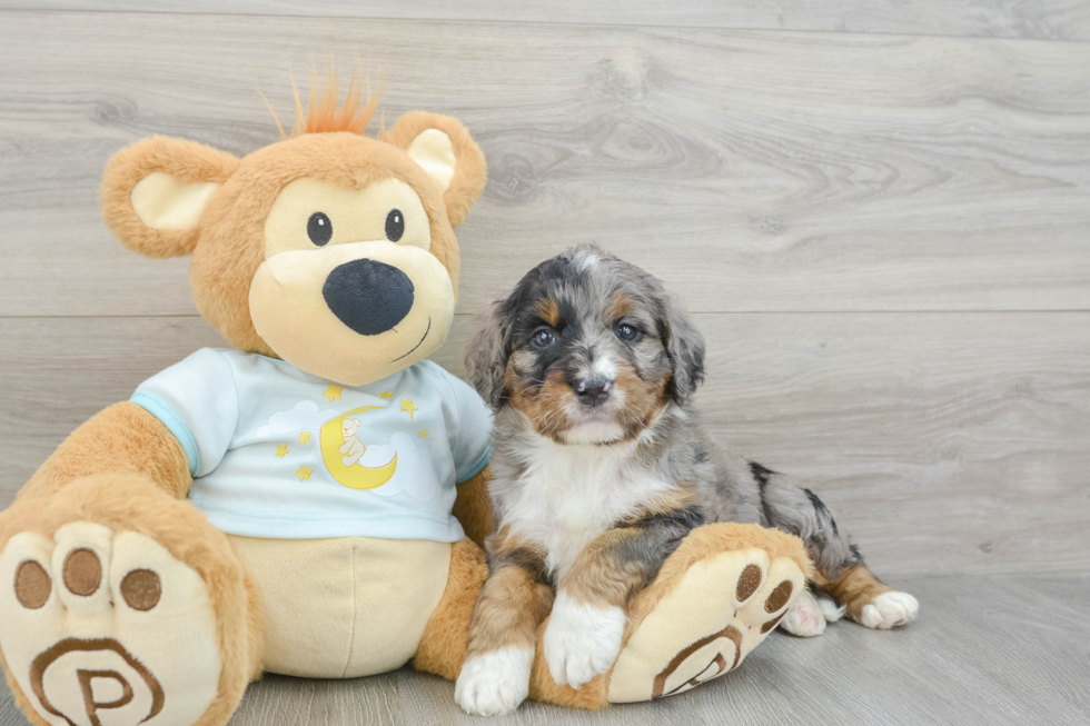 Little Mini Bernepoo Poodle Mix Puppy