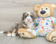 8 week old Mini Bernedoodle Puppy For Sale - Lone Star Pups