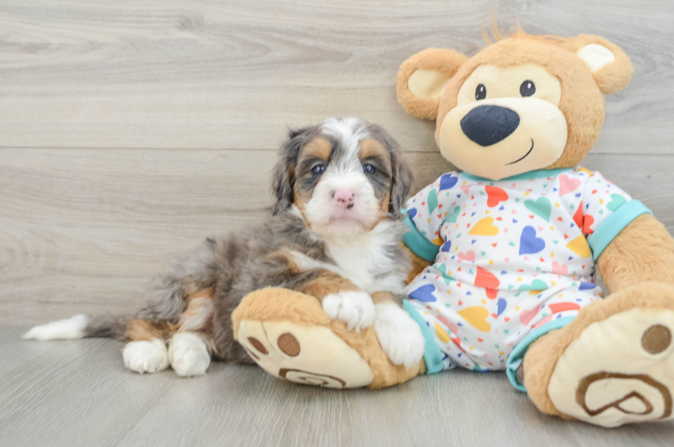 7 week old Mini Bernedoodle Puppy For Sale - Lone Star Pups