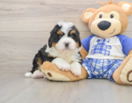 5 week old Mini Bernedoodle Puppy For Sale - Lone Star Pups