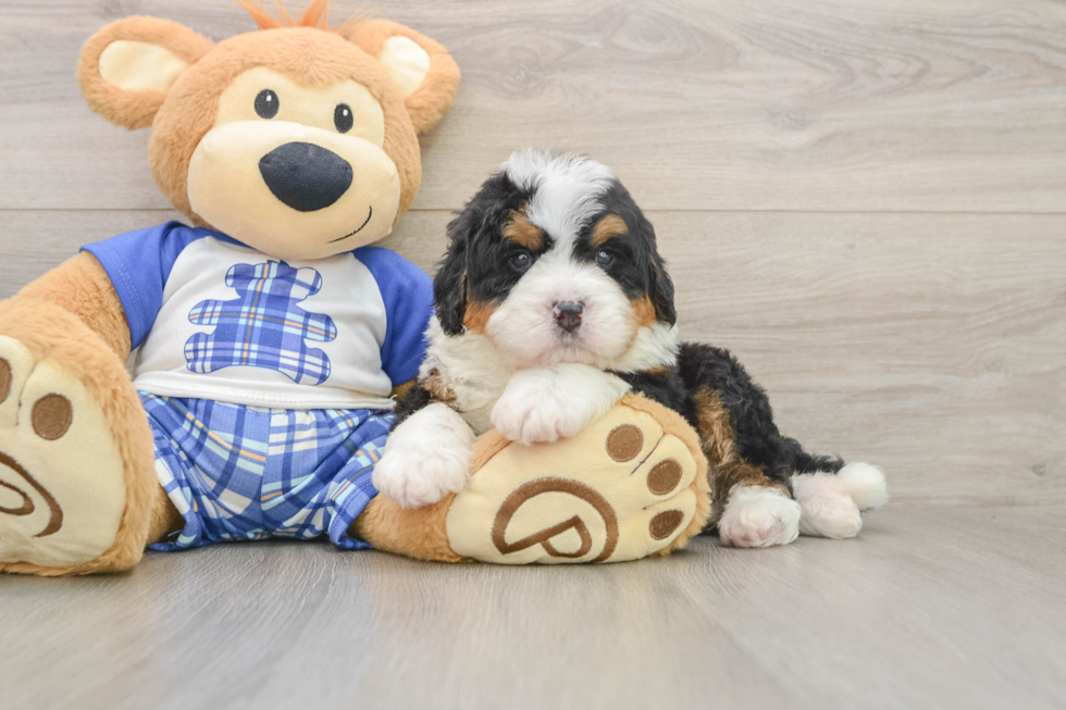 Happy Mini Bernedoodle Baby