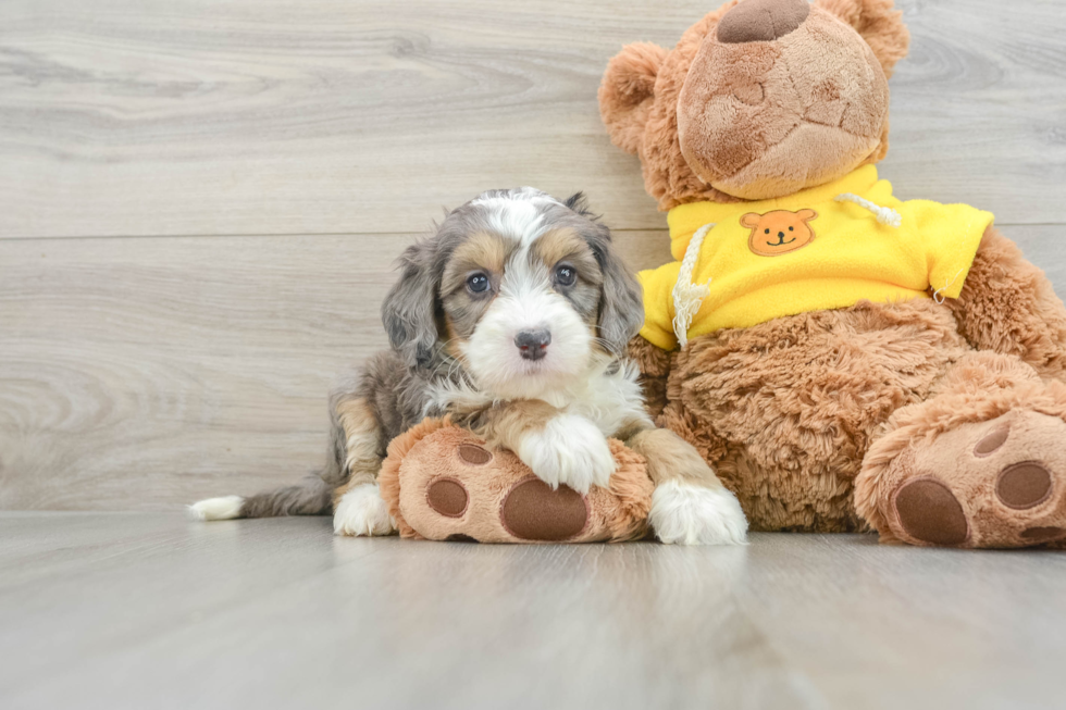 Mini Bernedoodle Puppy for Adoption