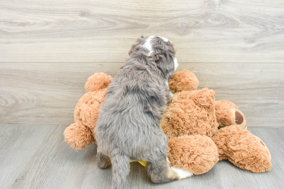 Mini Bernedoodle Puppy for Adoption