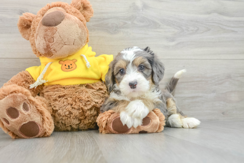 Best Mini Bernedoodle Baby