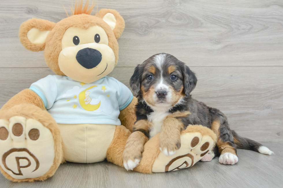 8 week old Mini Bernedoodle Puppy For Sale - Lone Star Pups