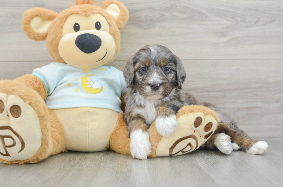 6 week old Mini Bernedoodle Puppy For Sale - Lone Star Pups