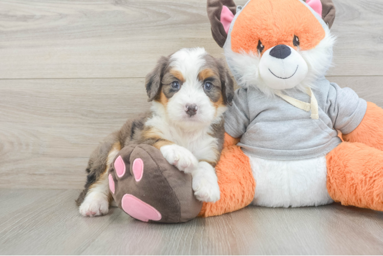 Smart Mini Bernedoodle Poodle Mix Pup