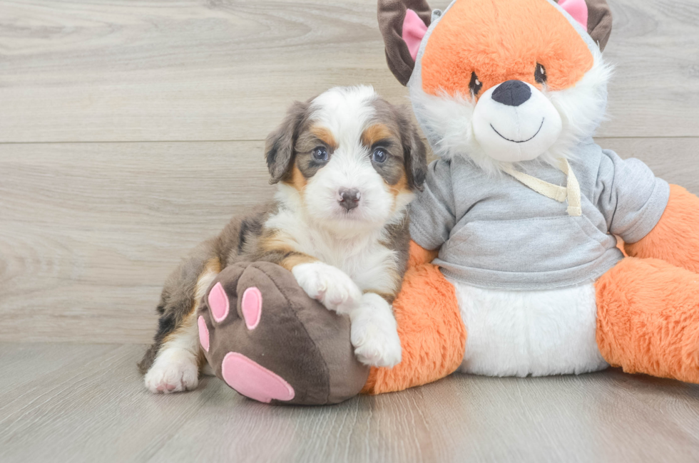 5 week old Mini Bernedoodle Puppy For Sale - Lone Star Pups