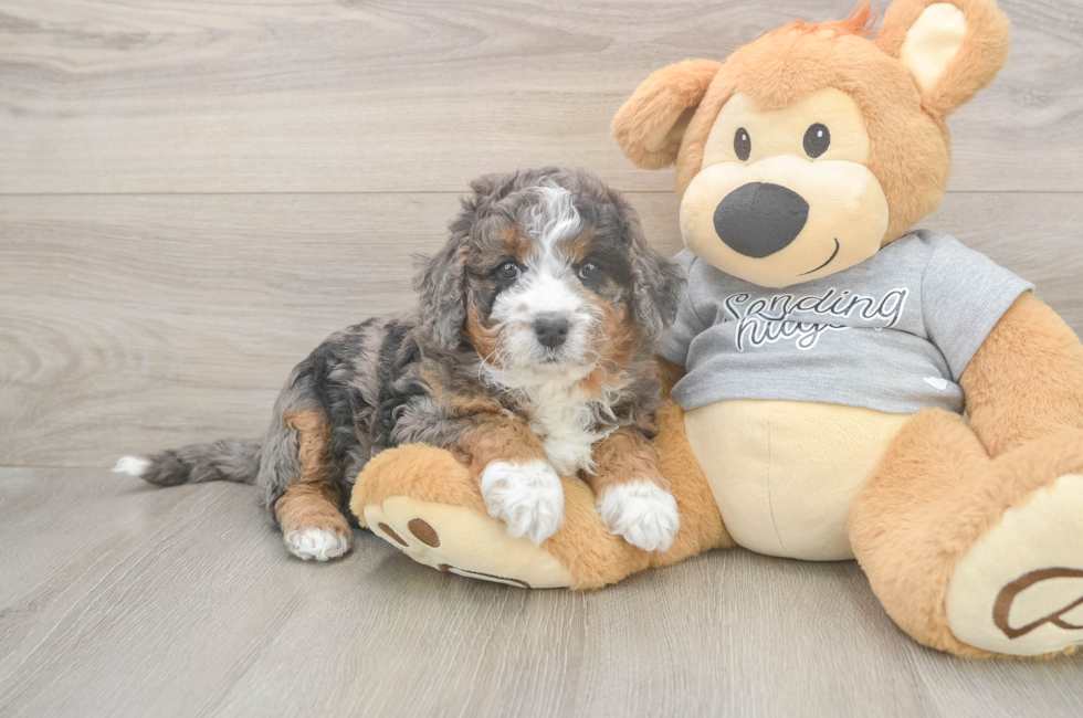 6 week old Mini Bernedoodle Puppy For Sale - Lone Star Pups