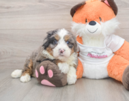 7 week old Mini Bernedoodle Puppy For Sale - Lone Star Pups