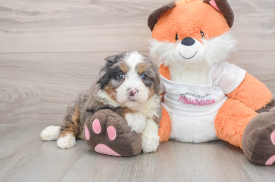 Mini Bernedoodle Pup Being Cute