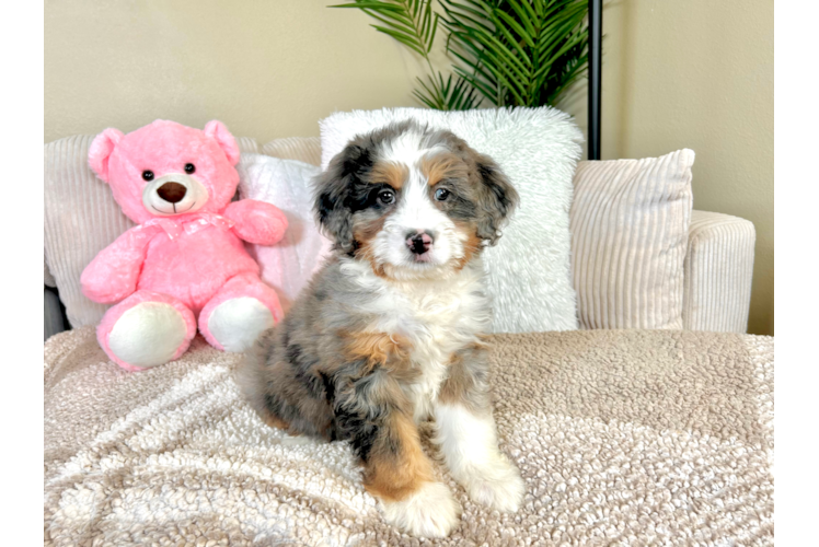 Cute Mini Bernesepoo Poodle Mix Puppy