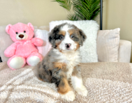 8 week old Mini Bernedoodle Puppy For Sale - Lone Star Pups