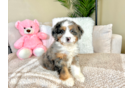 Cute Mini Bernesepoo Poodle Mix Puppy