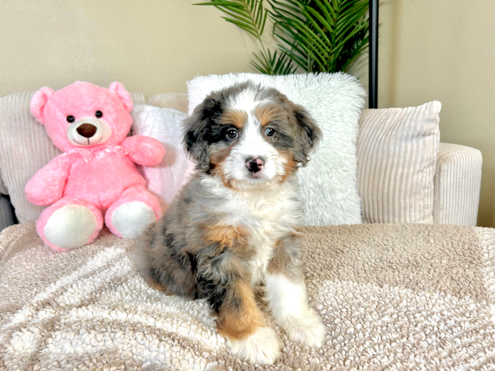 Cute Mini Bernesepoo Poodle Mix Puppy