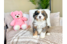 Cute Mini Bernedoodle Baby