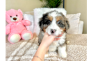 Mini Bernedoodle Puppy for Adoption