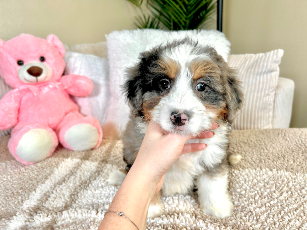 Mini Bernedoodle Puppy for Adoption