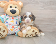 6 week old Mini Bernedoodle Puppy For Sale - Lone Star Pups