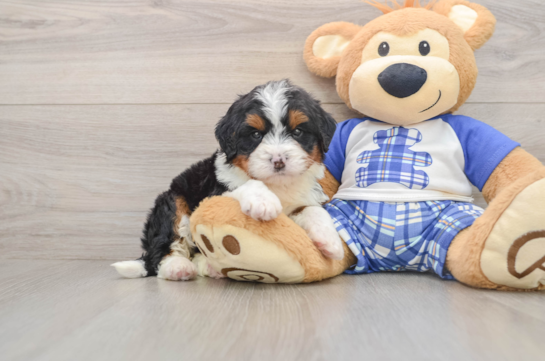 Little Mini Bernesedoodle Poodle Mix Puppy