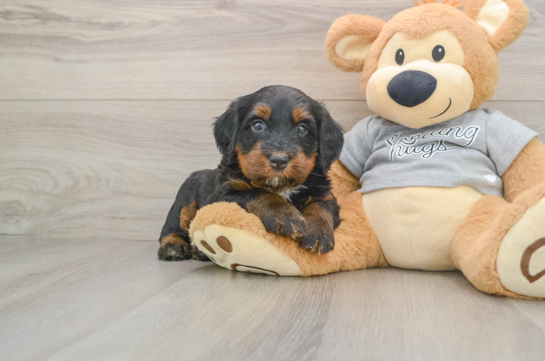 Mini Bernedoodle Puppy for Adoption