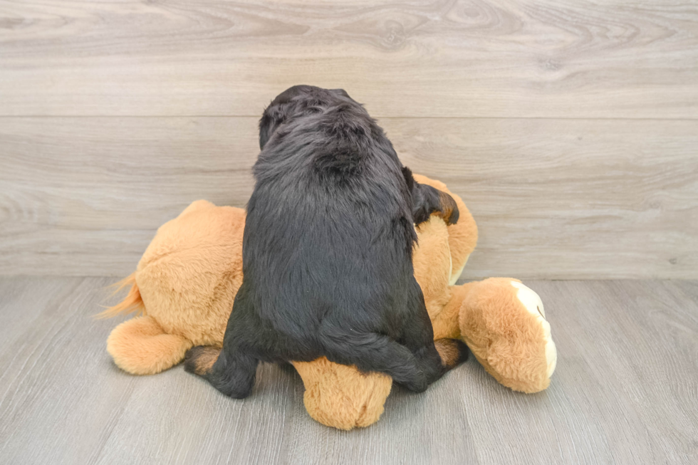 Mini Bernedoodle Puppy for Adoption