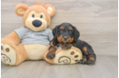 Sweet Mini Bernedoodle Baby