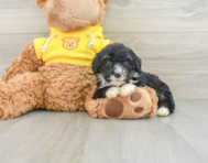 7 week old Mini Bernedoodle Puppy For Sale - Lone Star Pups