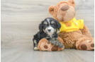 Playful Mini Bernepoo Poodle Mix Puppy