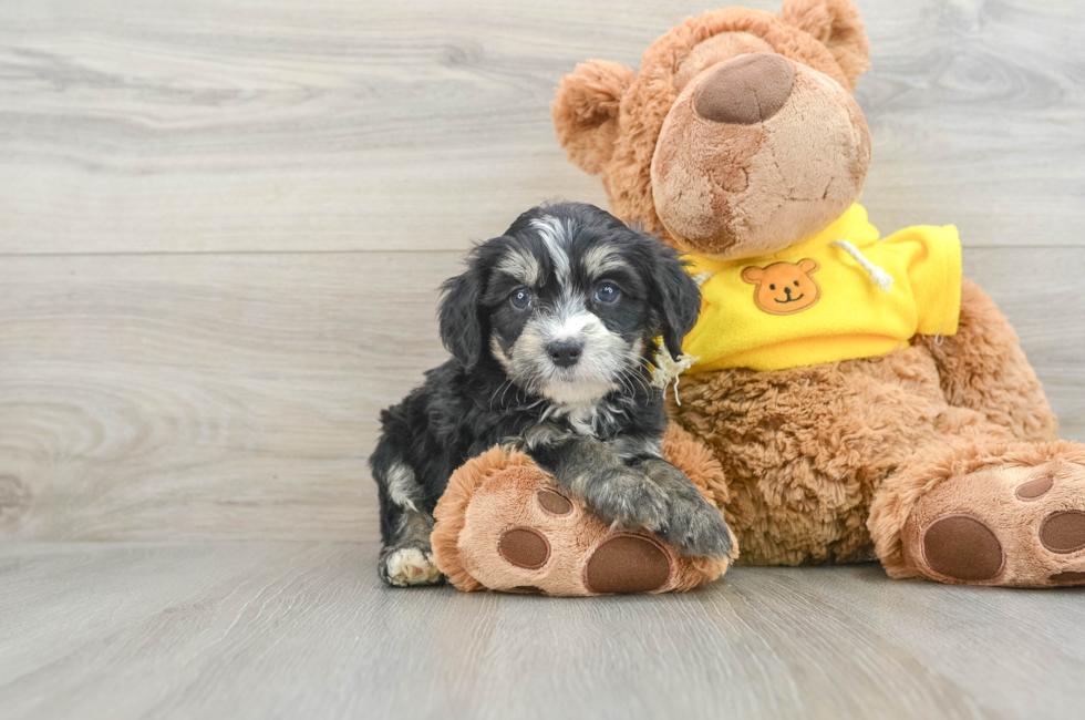 8 week old Mini Bernedoodle Puppy For Sale - Lone Star Pups