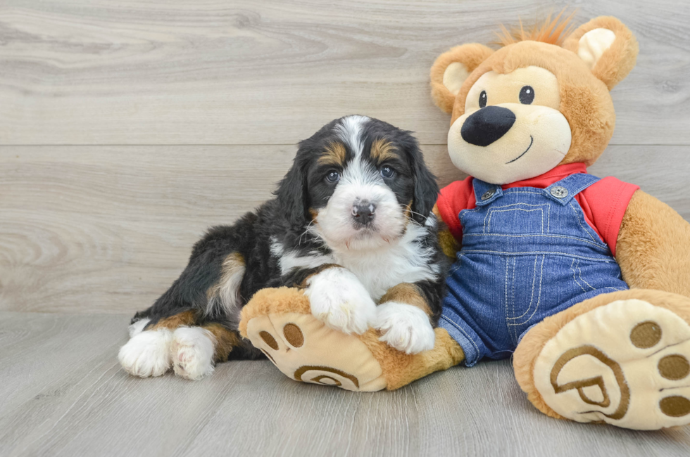 5 week old Mini Bernedoodle Puppy For Sale - Lone Star Pups