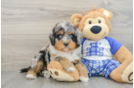 Energetic Mini Berniedoodle Poodle Mix Puppy