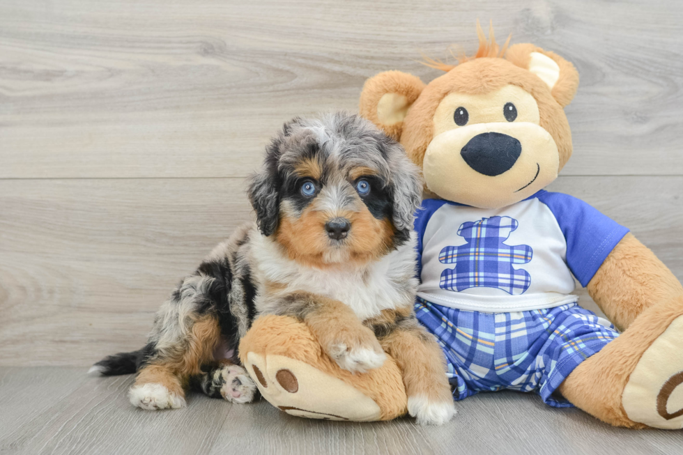 Energetic Mini Berniedoodle Poodle Mix Puppy