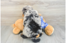 Petite Mini Bernedoodle Poodle Mix Pup